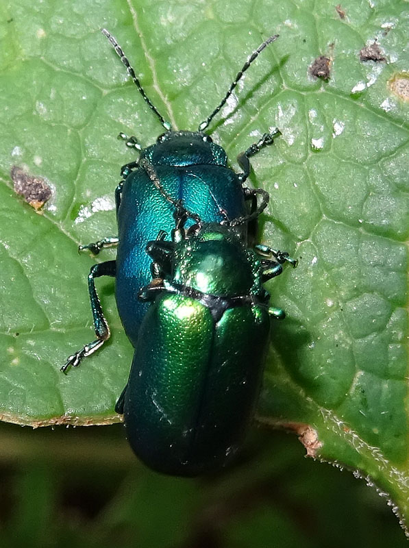 Chrysomelidae. Oreina cfr. cacaliae